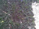 aici au fost crocusii