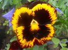 DSCN1011