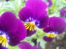 DSCN1017