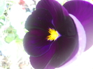 DSCN1018