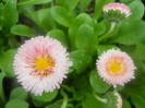 DSCN1004