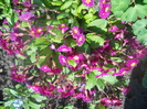 DSCN1024