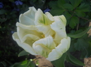 DSCN1029