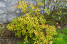 spirea gold flame