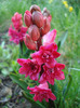Hyacinthus Hollyhock (2011, April 17)