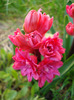 Hyacinthus Hollyhock (2011, April 17)