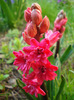 Hyacinthus Hollyhock (2011, April 17)