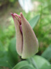 Tulipa Maytime (2011, April 16)