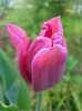 Tulipa Maytime (2011, April 17)