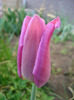 Tulipa Maytime (2011, April 17)