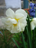 Narcissus Bridal Crown (2011, April 16)