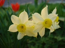 Narcissus Minnow (2011, April 17)