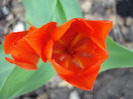 Tulipa Praestans Fusilier (2011, April 16)