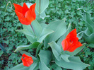 Tulipa Praestans Fusilier (2011, April 16)