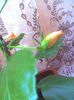 picture010