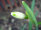 Summer Snowflake (2011, April 16)