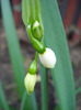 Summer Snowflake (2011, April 16)