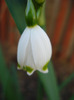 Leucojum aestivum (2011, April 17)