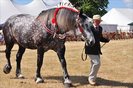 _48315732_heavy_horses_766