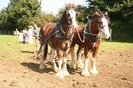 Copy of Copy of Heavy horse ploughing 13th of sept 2009 015
