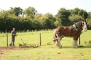 Heavy horse ploughing 13th of sept 2009 079