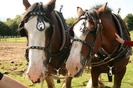 Heavy horse ploughing 13th of sept 2009 085