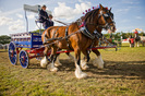Heavy_Horses_in_the_East_Ring,_New_Forest_Show_2009_-_geograph.org.uk_-_1431516