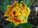 Tulipa Willem van Oranje (2011, April 17)
