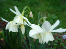 Narcissus Thalia (2011, April 16)