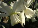 Narcissus Thalia (2011, April 17)