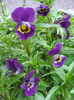 Purple Trailing Pansy (2011, Apr.16)