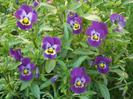 Purple Trailing Pansy (2011, Apr.17)