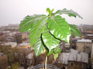 ARBORE DE CAFEA