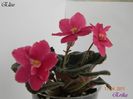 Elise 17-04-2011\'\'