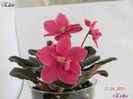 Elise 17-04-2011\'\'\'