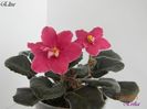 Elise12-04-2011
