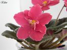 Elise17-04-2011