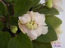 Opera_s Doc 17-04-2011 floare