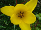 Tulipa Candela (2011, April 19)