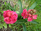 Hyacinthus Hollyhock (2011, April 19)