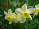Narcissus Minnow (2011, April 19)