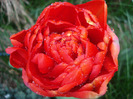 Tulipa Miranda (2011, April 19)