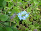 Myosotis alpestris (2011, April 16)