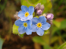 Myosotis alpestris (2011, April 17)