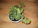 hedera