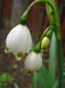 Leucojum aestivum (2011, April 19)