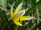 Tulipa Tarda (2011, April 19)