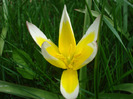 Tulipa Tarda (2011, April 19)