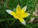 Tulipa Tarda (2011, April 19)