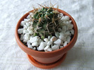 cactusi 2011 003